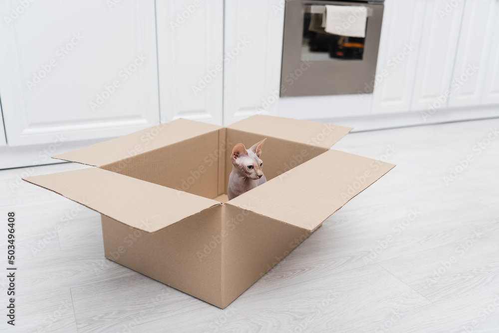 Hairless sphynx cat sitting in carton box on floor in kitchen.