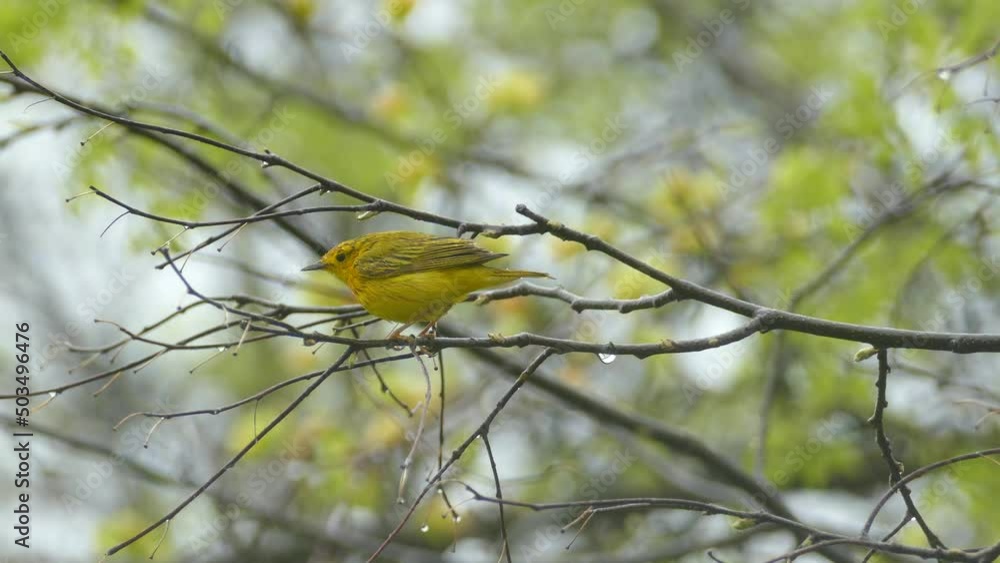 View of yellow warbler, little yellow bird jumping on a branch on a rainy day View of yellow warbler, little yellow bird jumping on a branch on a rainy day