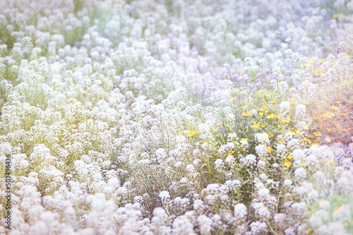 Nature background with spring flowers. Selective and soft focus.