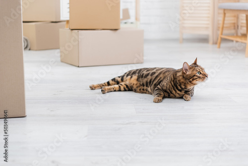 Bengal cat looking away while lying on floor near cardboard boxes.