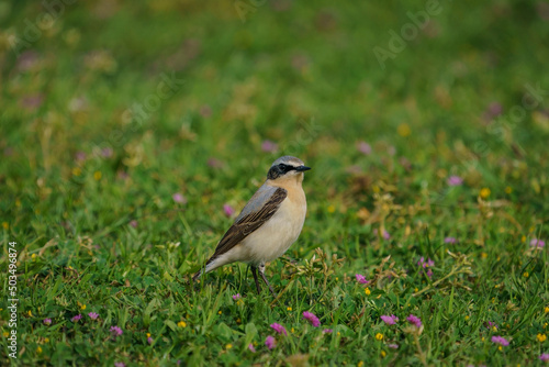 Northern Wheatear (Oenanthe oenanthe) perched on grass