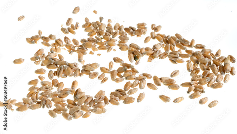 wheat grains on a white isolated background wheat grains on a white isolated background
