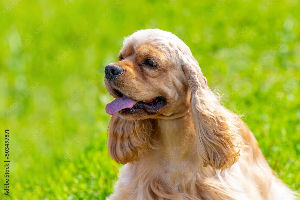 American Cocker Spaniel dog next to his mistress during a walk in the park American Cocker Spaniel dog next to his mistress during a walk in the park