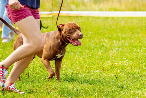 Foto Brown dog breed american pit bull terrier on a leash near his mistress during a