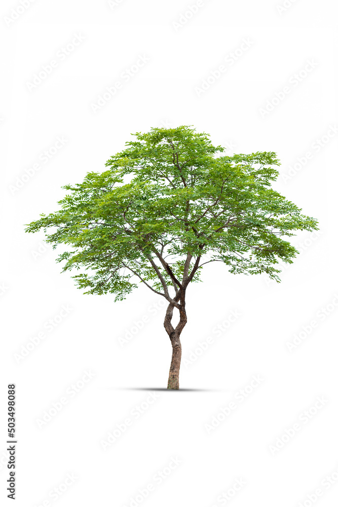The tree looks beautiful, isolated on a white background. The tree looks beautiful, isolated on a white background.