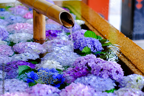 紫陽花の花手水