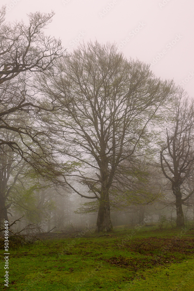 Tree in the Sierra de Urbasa in the morning mist. Tree in the Sierra de Urbasa in the morning mist.