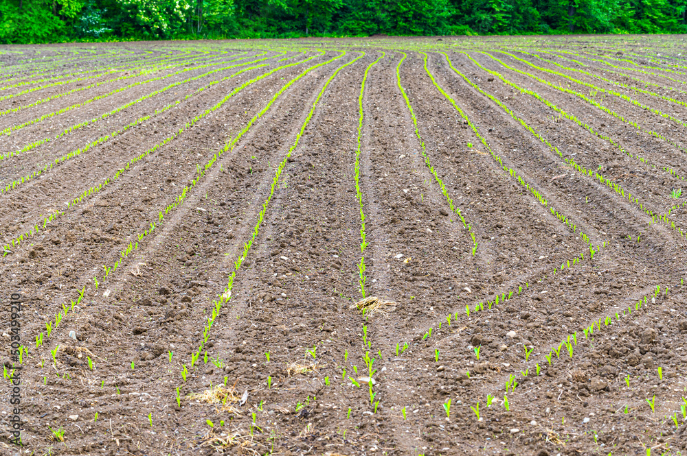 Field cultivated with maize. Newly sprouted maize plants. Maize shortage and new cultivation.
Field cultivated with maize. Newly sprouted maize plants. Maize shortage and new cultivation.