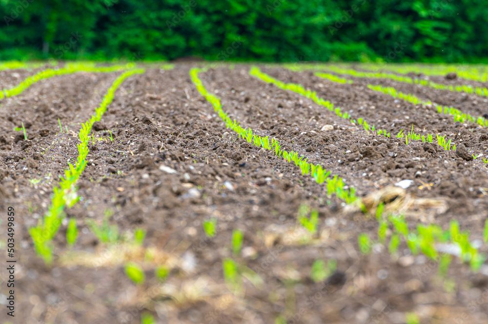 Field cultivated with maize. Newly sprouted maize plants. Maize shortage and new cultivation.
Field cultivated with maize. Newly sprouted maize plants. Maize shortage and new cultivation.
