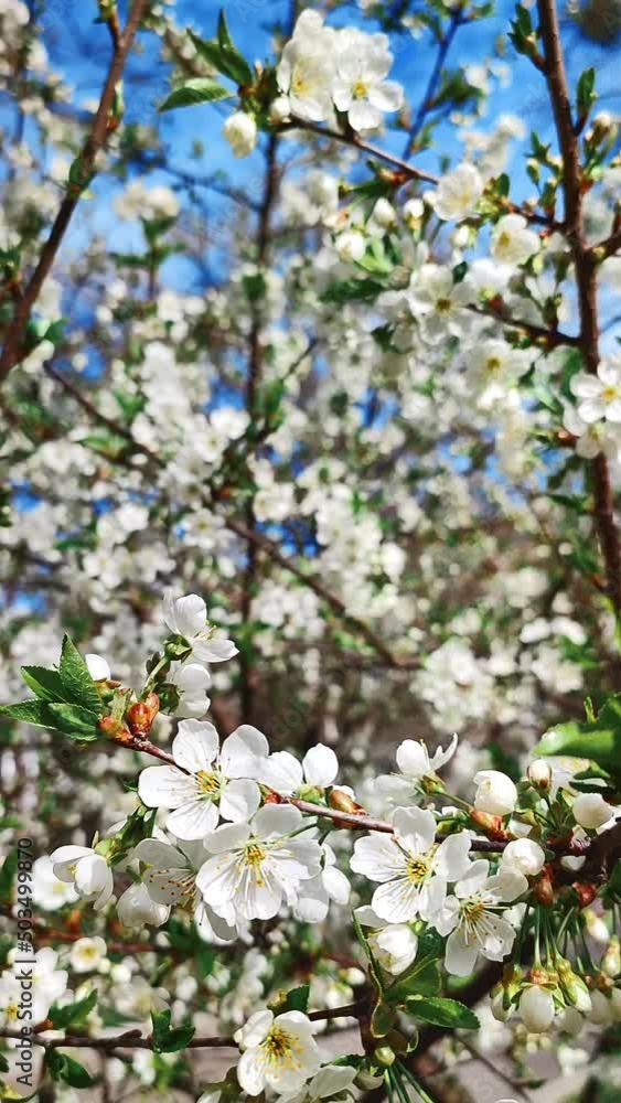 White blooming cherry flowers and buds on branch with green leaves close-up.Lots of white flowers in sunlight spring sunny day. Beautiful natural background from cherry blossom tree. Vertical video White blooming cherry flowers and buds on branch with green leaves close-up.Lots of white flowers in sunlight spring sunny day. Beautiful natural background from cherry blossom tree. Vertical video