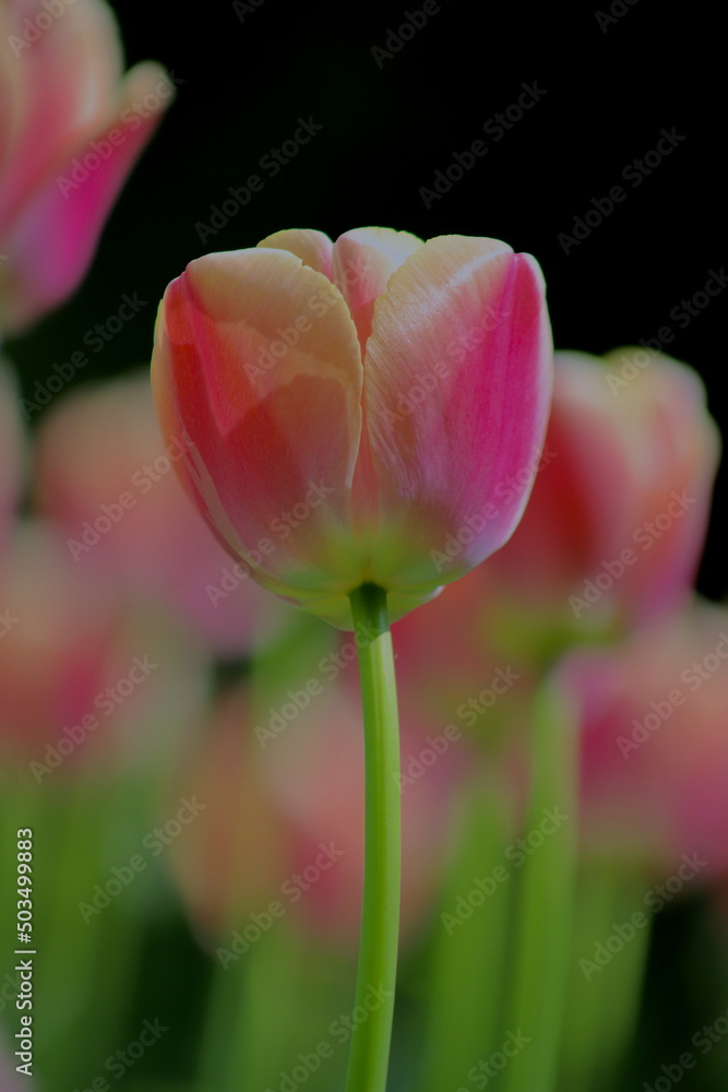różowy tulipan na tle tulipanów różowy tulipan na tle tulipanów