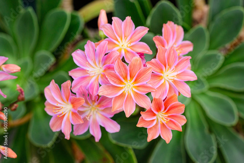 Lewisia cotyledon flowers growing on outdoor garden. Siskiyou lewisia