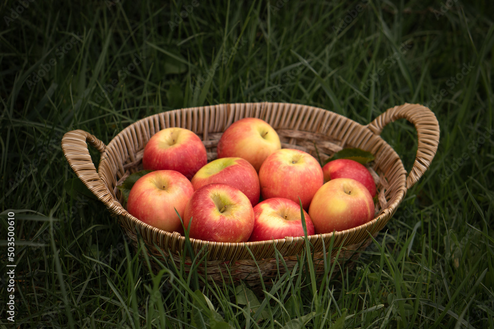 Fresh testy red apples in a wooden basket on the green grass. Fresh testy red apples in a wooden basket on the green grass.