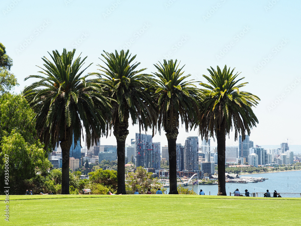 Perth Kings Park in Western Australia, Palm Trees Perth Kings Park in Western Australia, Palm Trees