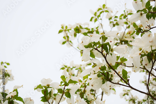 Beautiful White Flowers Against a White Sky