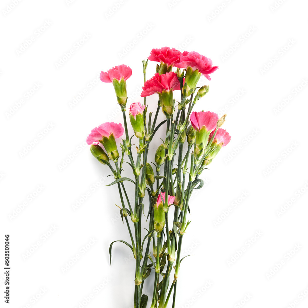 Branch pink carnation flowers isolated on white background Branch pink carnation flowers isolated on white background