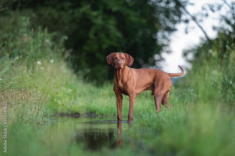 Muscular Hungarian Vizsla dog playing in a muddy puddle in a field. Reflection in water.