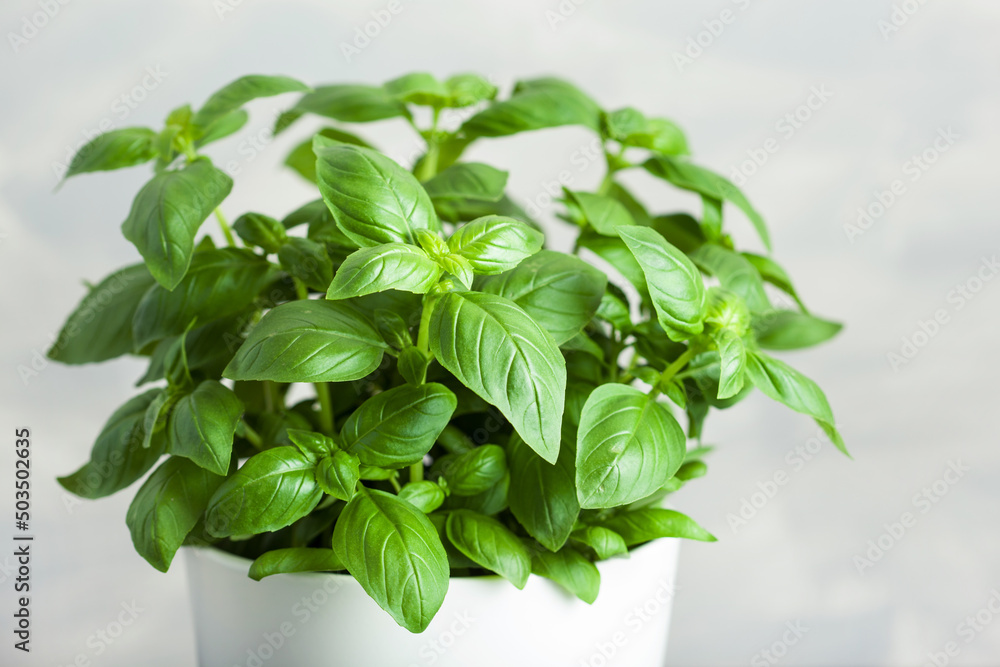 fresh basil herb in flowerpot fresh basil herb in flowerpot