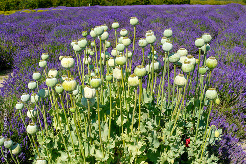 closed poppy flowers on lavender field near Sequim, WA, USA