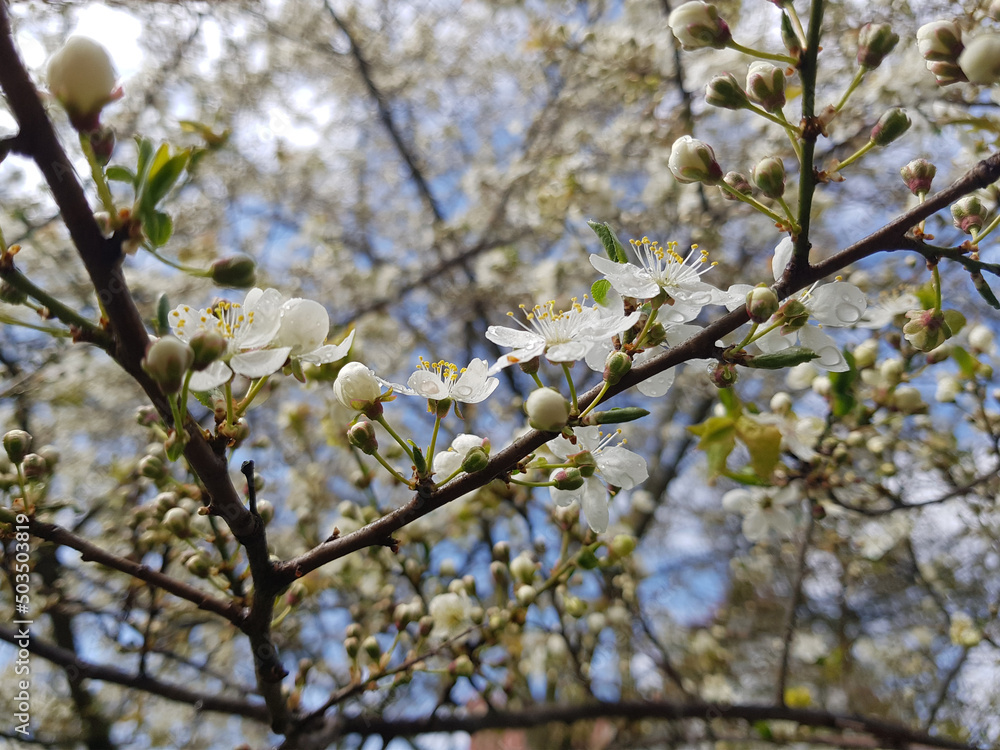 Cherry blossom in the spring. White cherry petals in blue sky background. Dew drops on petals. Cherry blossom in the spring. White cherry petals in blue sky background. Dew drops on petals.
