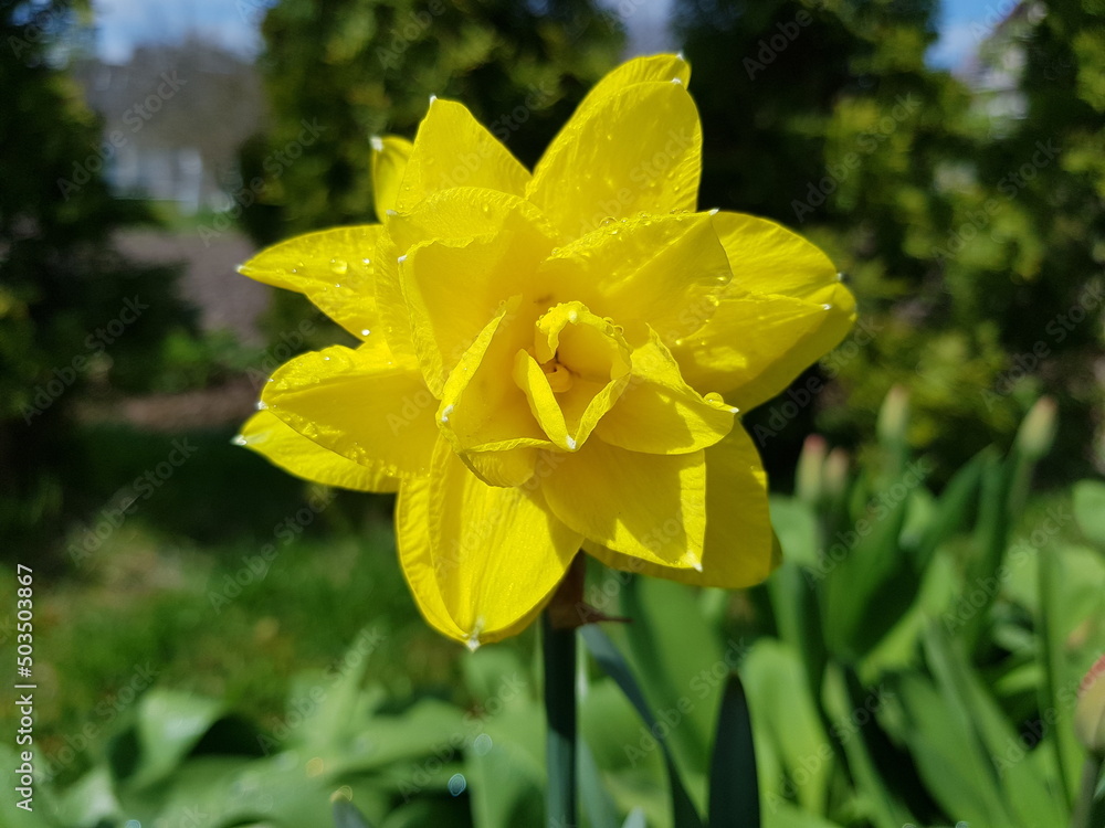 Yellow daffodil flower. Green background. Big flower. Yellow daffodil flower. Green background. Big flower.