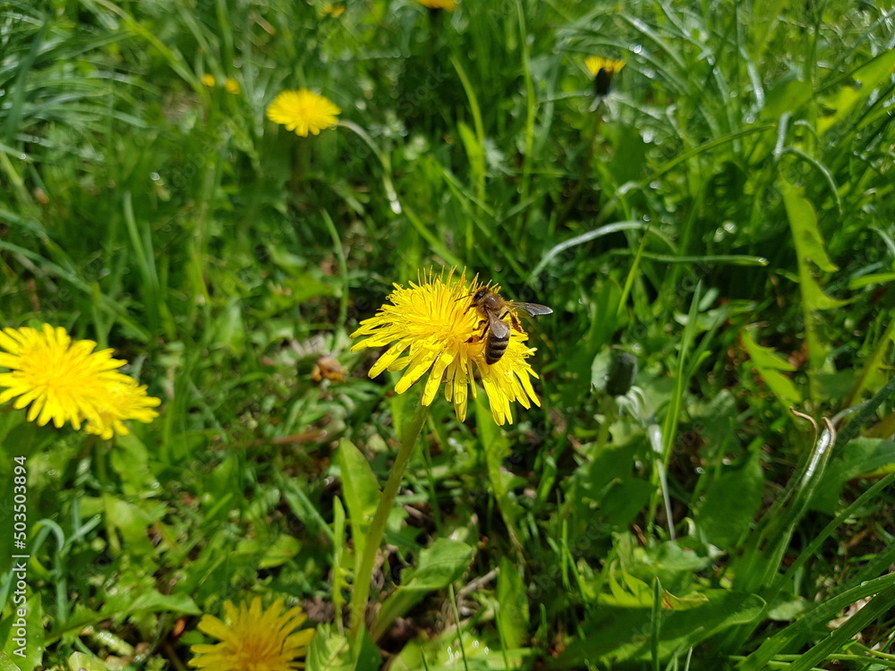 Bee on yellow dandelion. Dandelions in meadow. Bee on yellow dandelion. Dandelions in meadow.