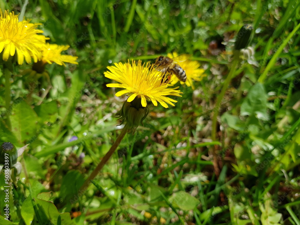 Bee on yellow dandelion. Dandelions in meadow. Bee on yellow dandelion. Dandelions in meadow.