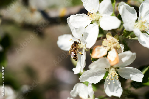 A bee on an apple blossom
