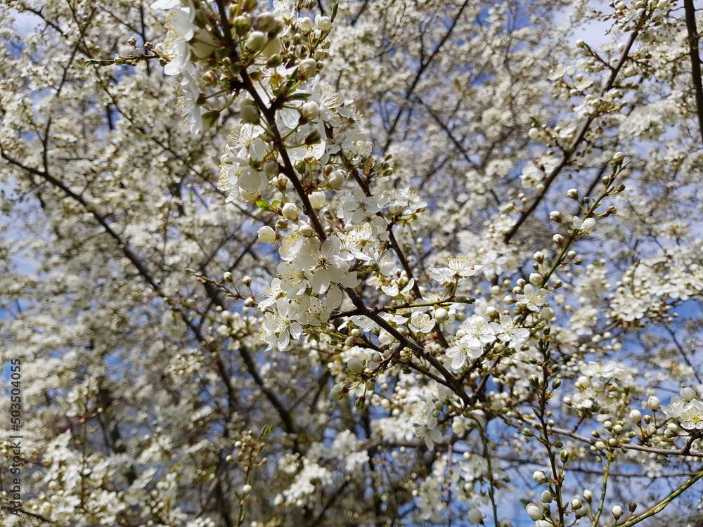 Cherry blossom in the spring. White cherry petals in green background. Dew drops on petals. Cherry blossom in the spring. White cherry petals in green background. Dew drops on petals.