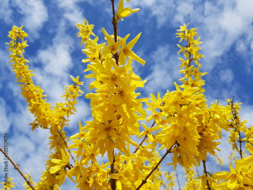 Yellow mimosa bush blooming. Yellow in blue sky. Blue yellow.