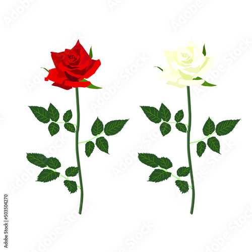 赤と白のバラの花の素材イラストです。IllustratorのバージョンはCSです。