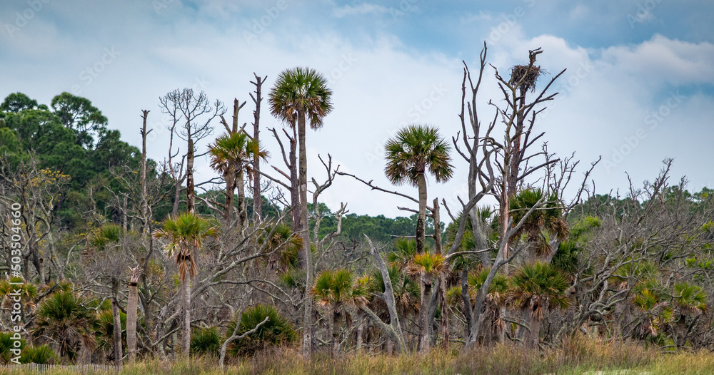 Obraz premium Carolina palm trees (Sabal palmetto) and dead trees with osprey bird nest on the South Carolina coast