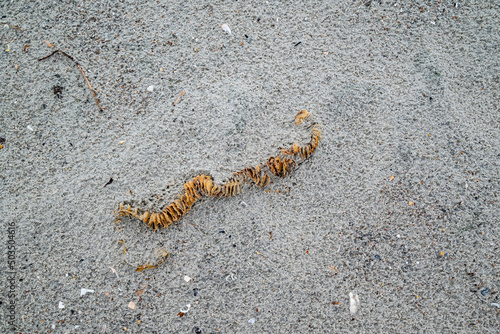 Channeled whelk  Busycotypus canaliculatus  egg case on sandy beach  Atlantic Coast