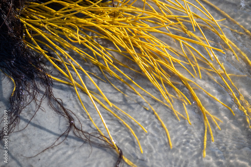 Yellow colorful sea whip soft coral (Leptogorgia virgulata) in the Atlantic Ocean surf, washing up on a South Carolina beach photo