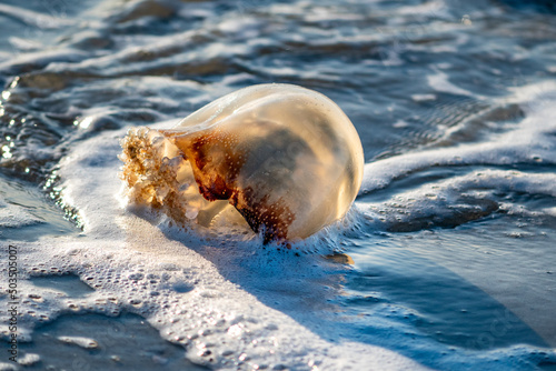 Принти на полотні Cannonball jellyfish (Stomolophus meleagris) washing up on shore in surf, Atlant