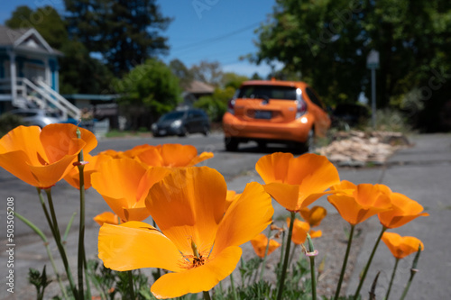 Orange California poppies (Eschscholzia californica) with an orange car.