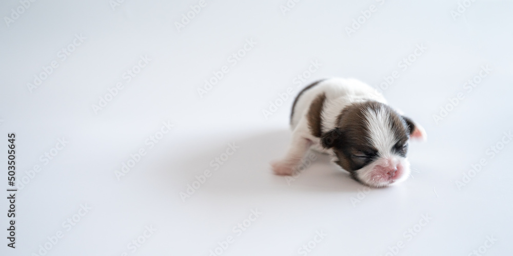 baby dog puppy on white baby dog puppy on white