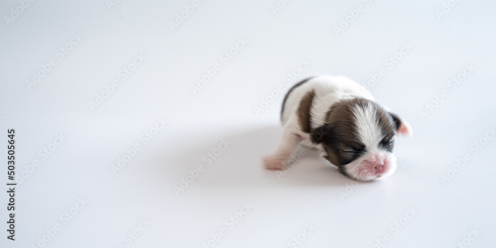 baby dog puppy on white