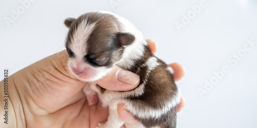 puppy in hand