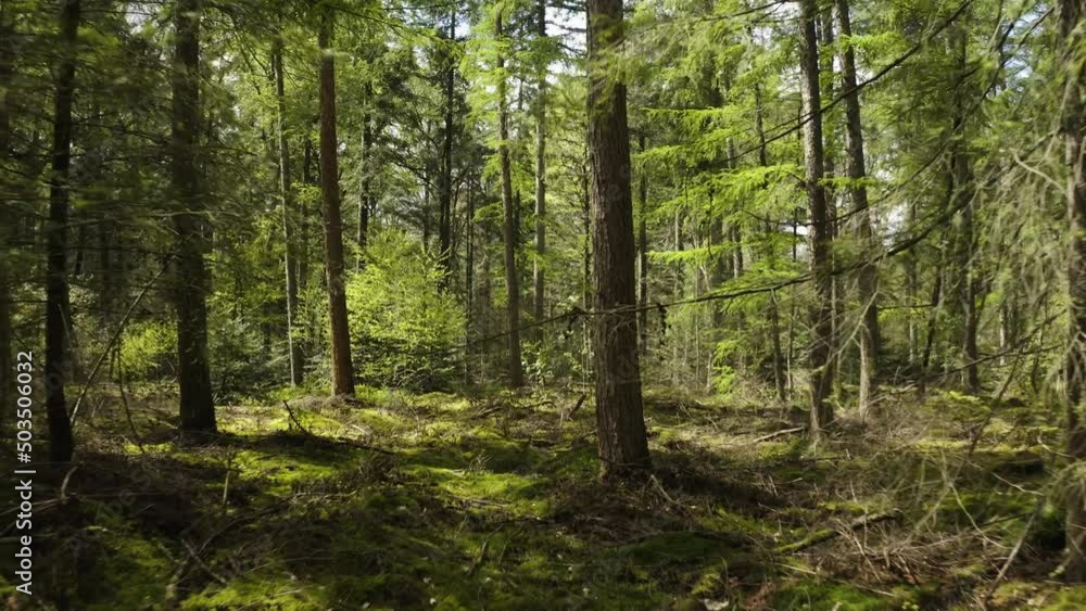 forest trees path green aerial drone shot forest trees path green aerial drone shot