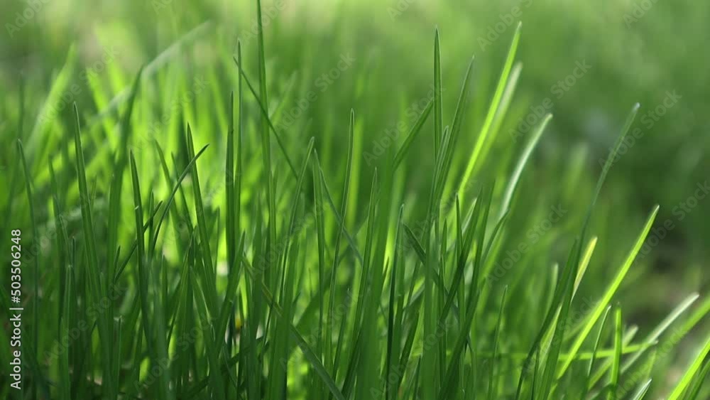 The wind shakes beautiful green grass in the shadow. Fresh lawn close-up The wind shakes beautiful green grass in the shadow. Fresh lawn close-up