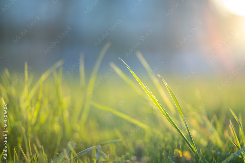 Green grass on blurred park lawn background