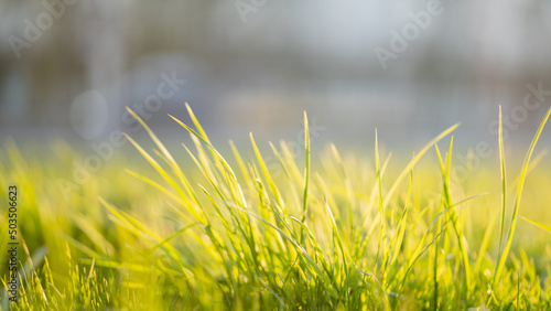 Green grass macro photo background.