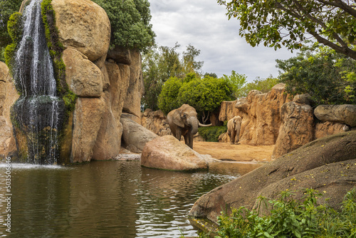 Elephants in zoo park, group of animals in natural landscape