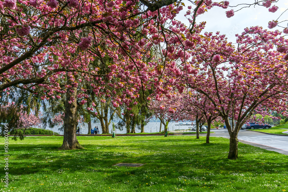 Seattle Roadside Blossoms 9