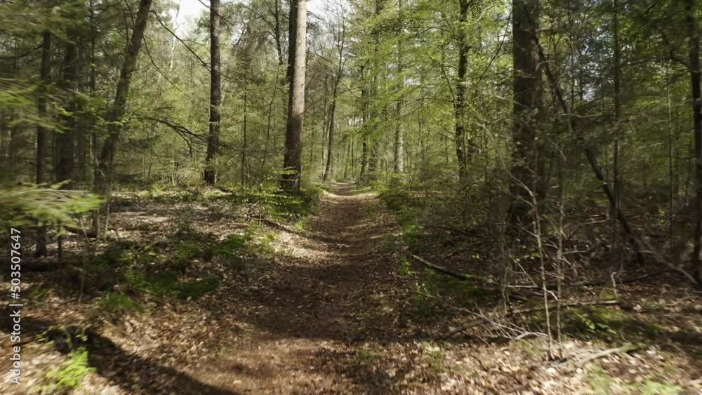 forest trees path green aerial drone shot forest trees path green aerial drone shot