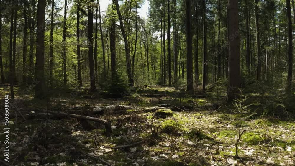 forest trees path green aerial drone shot forest trees path green aerial drone shot