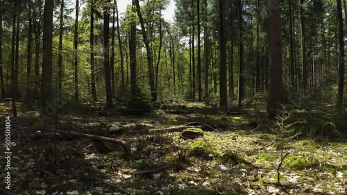 forest trees path green aerial drone shot