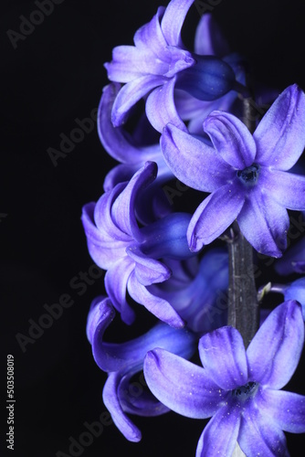 Blue geocinth flowers, close-up, petals on a black background, studio shot.