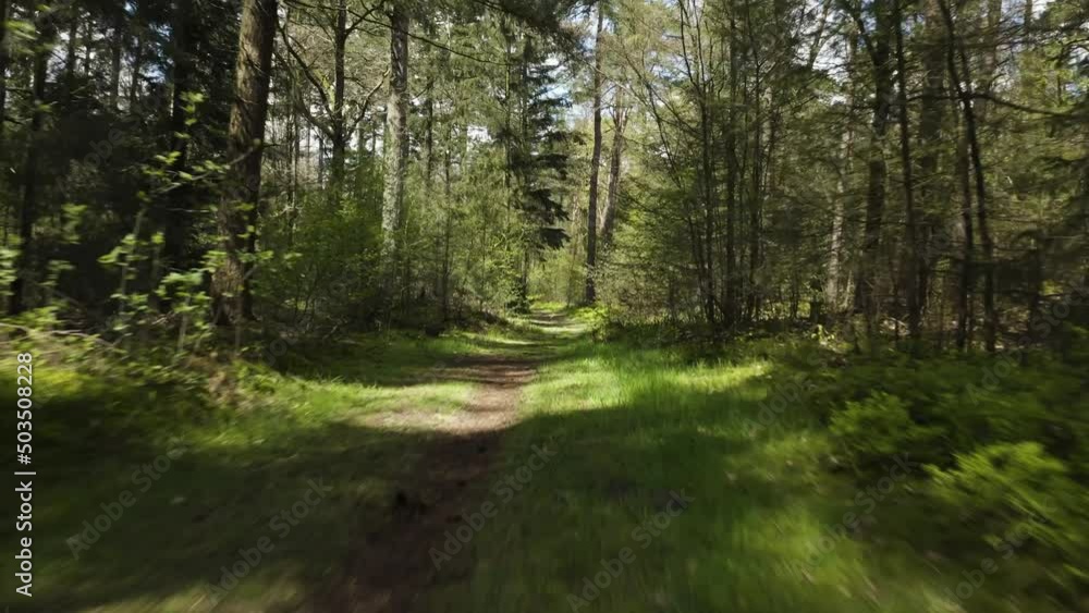 forest trees path green aerial drone shot forest trees path green aerial drone shot